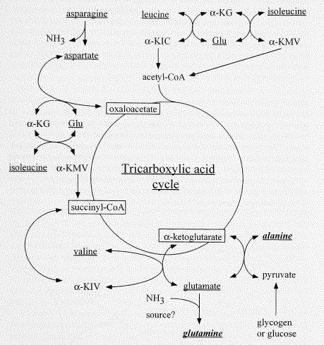 metabolismo de aminoácidos en el músculo